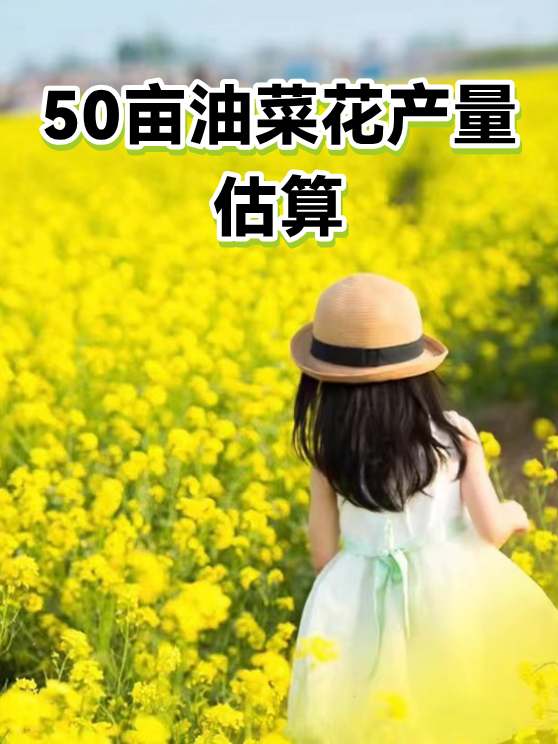 50亩油菜花产量估算（图1）