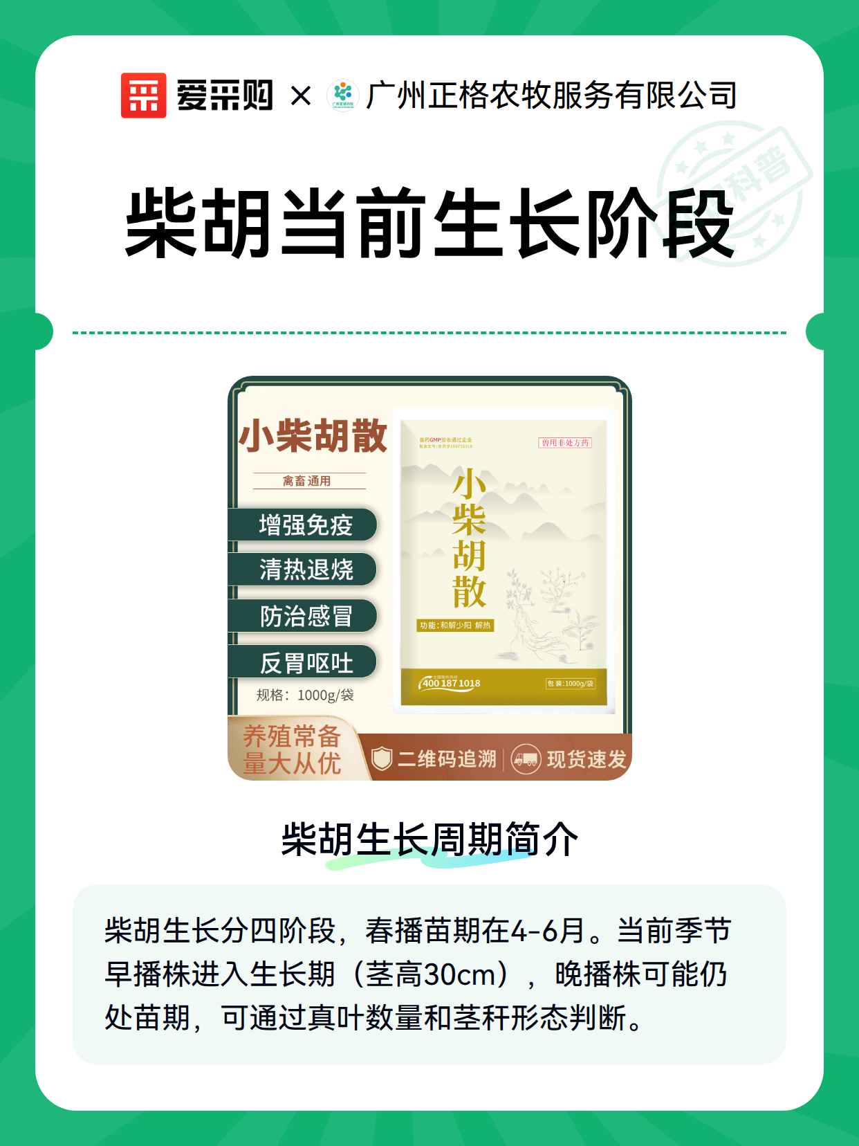 柴胡当前生长阶段（图1）