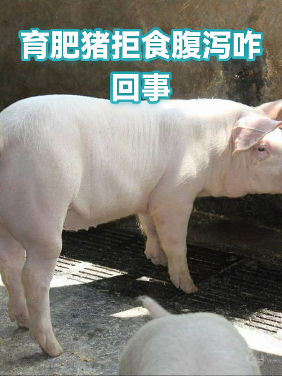 育肥猪拒食腹泻咋回事（图1）