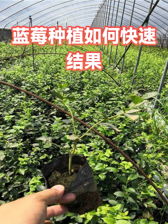 蓝莓种植如何快速结果（图1）