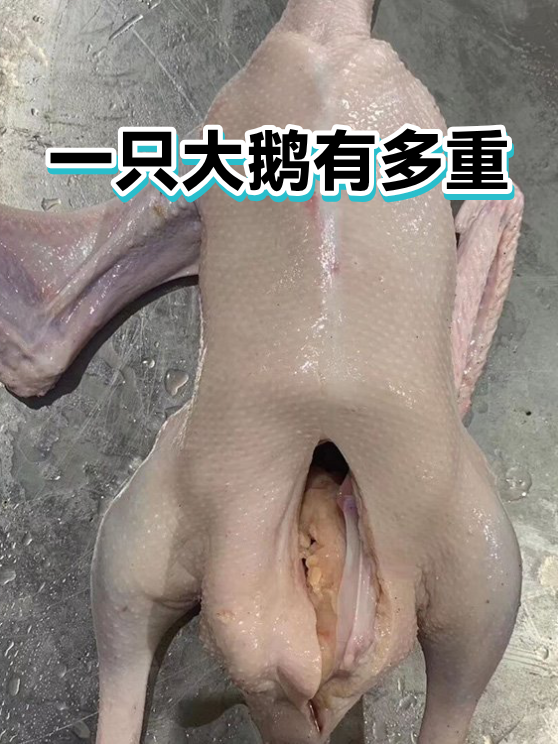 一只大鹅有多重（图1）