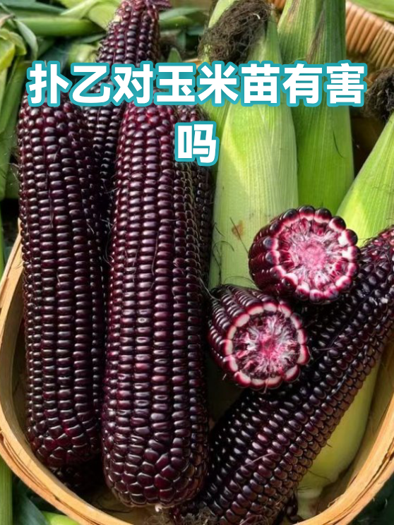 扑乙对玉米苗有害吗（图1）