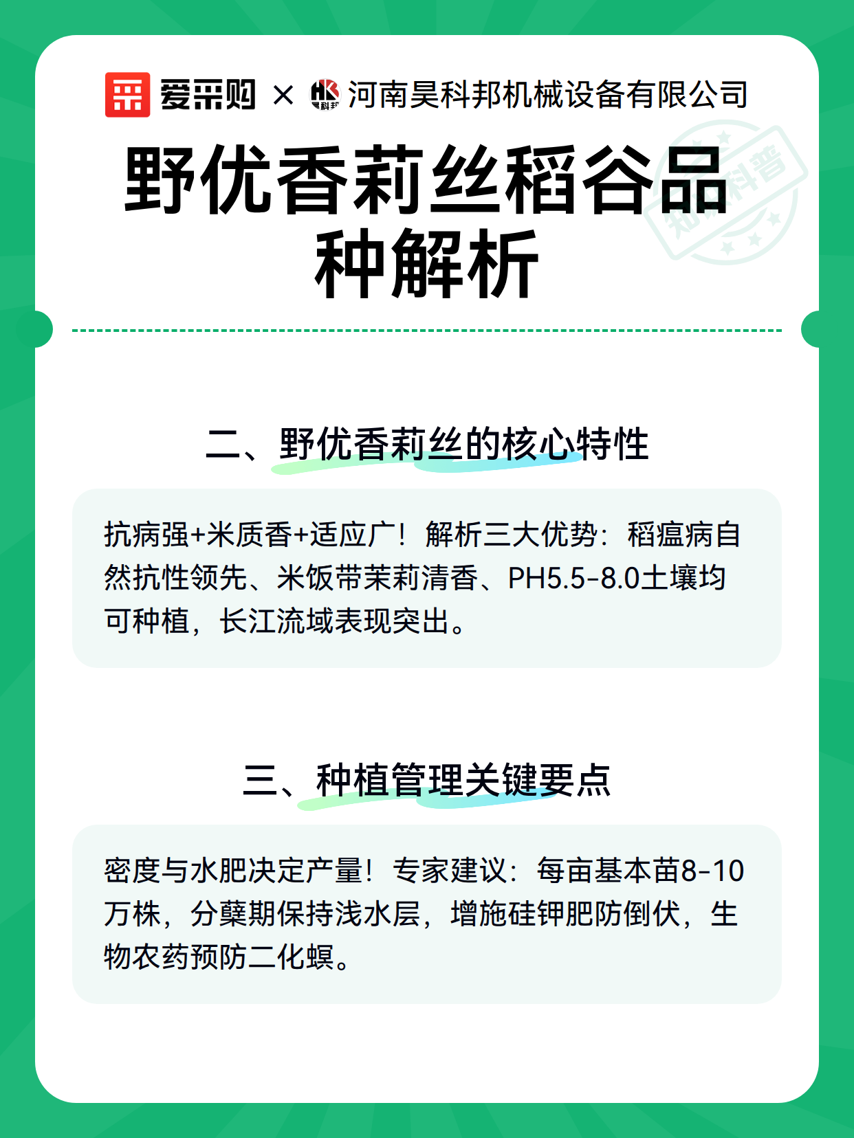 野优香莉丝稻谷品种解析（图2）