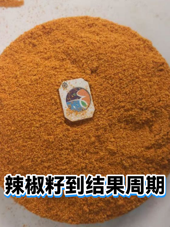 辣椒籽到结果周期（图1）