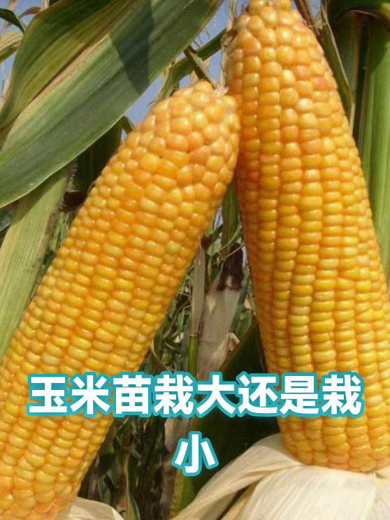 玉米苗栽大还是栽小（图1）