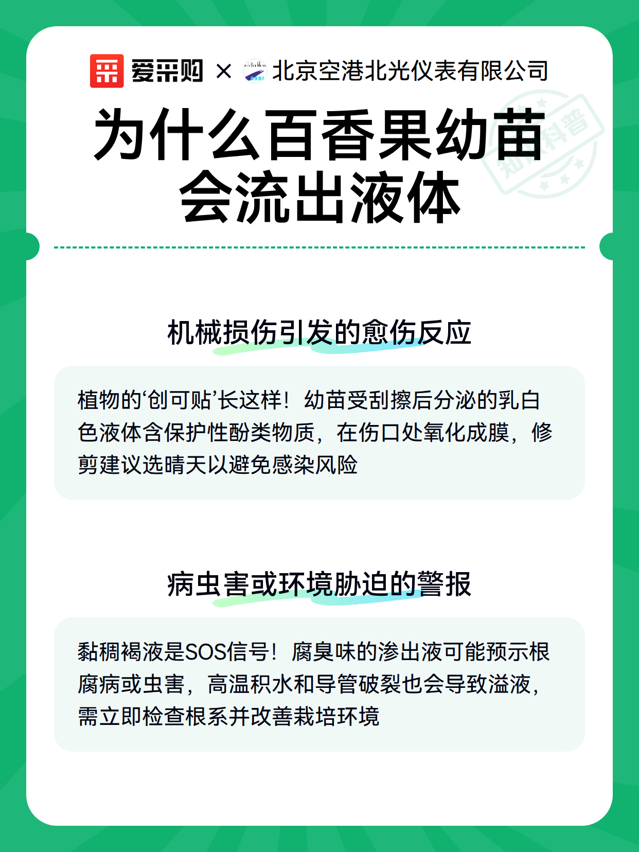 为什么百香果幼苗会流出液体（图2）