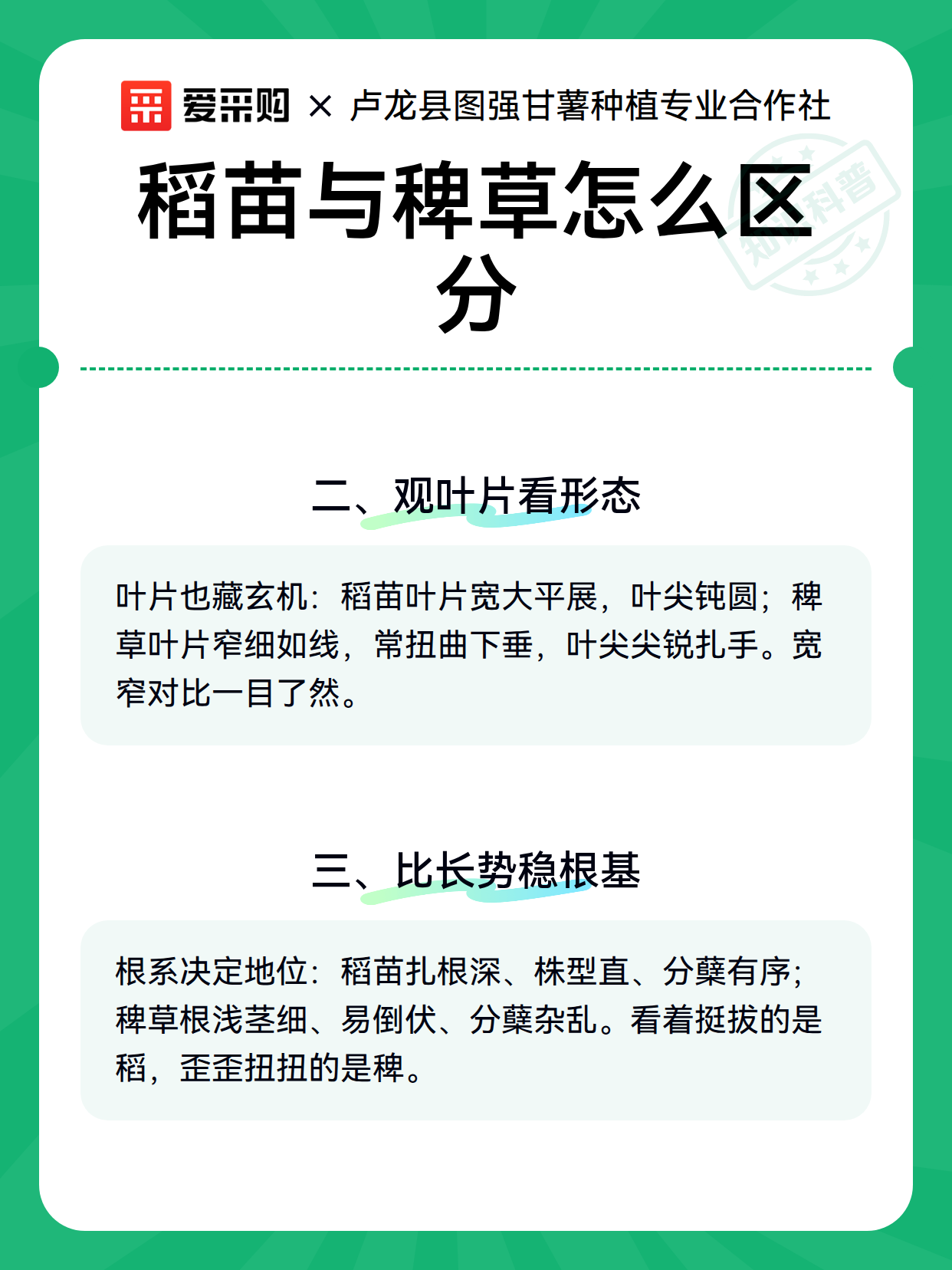 稻苗与稗草怎么区分（图3）