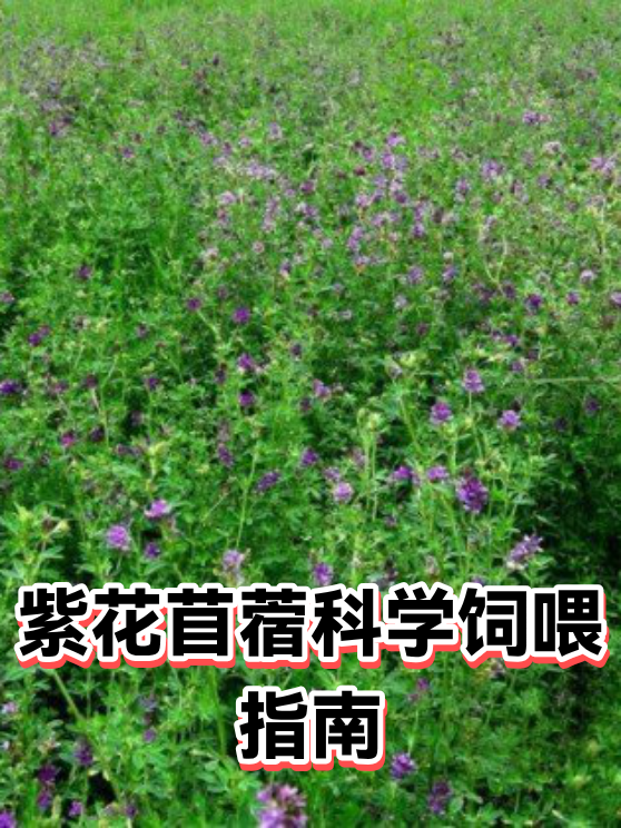紫花苜蓿科学饲喂指南（图1）