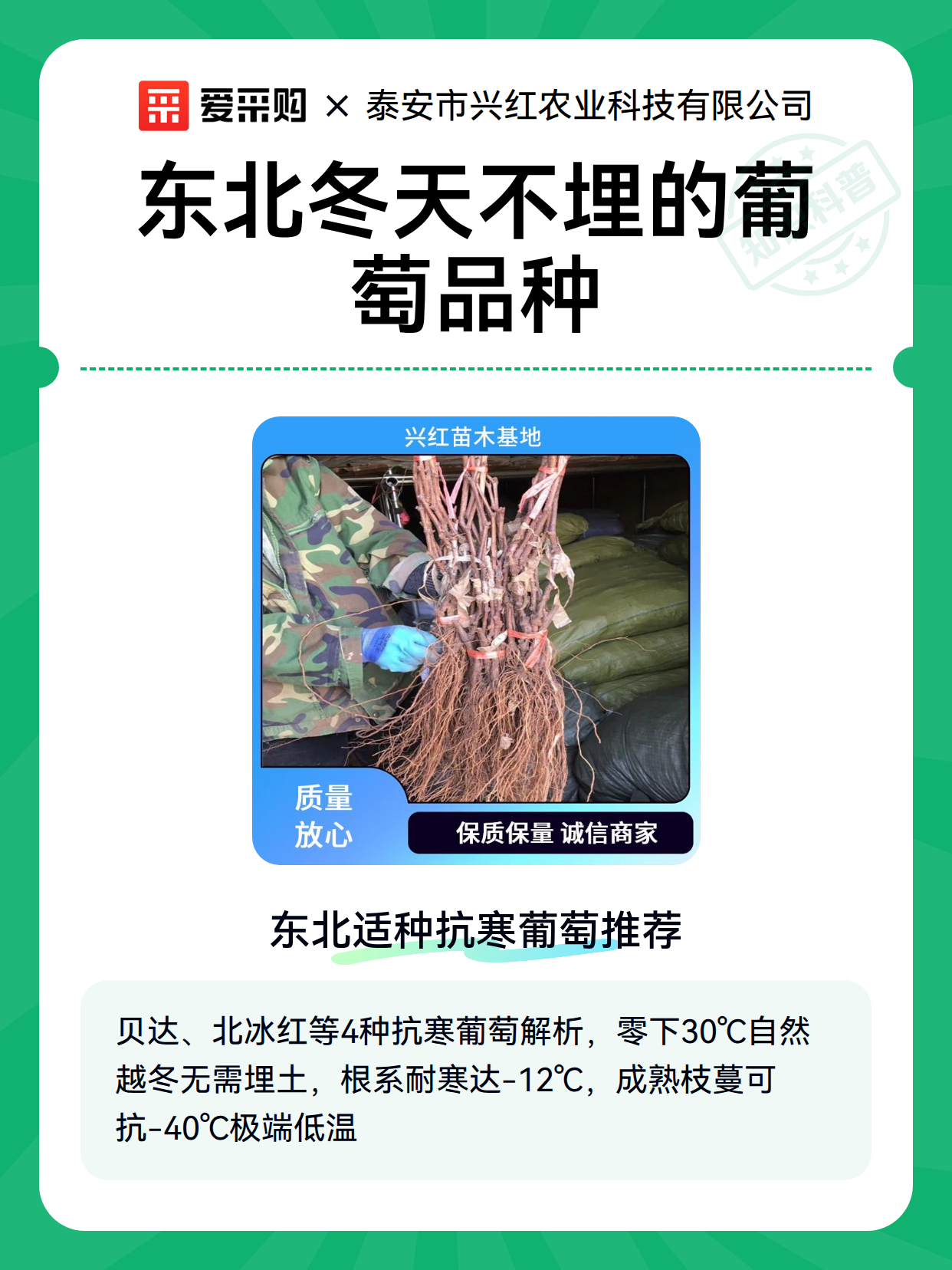 东北冬天不埋的葡萄品种（图1）