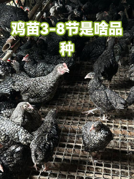 鸡苗3-8节是啥品种（图1）