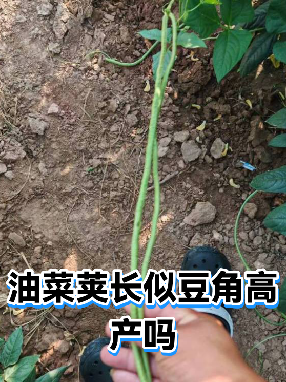 油菜荚长似豆角高产吗（图1）
