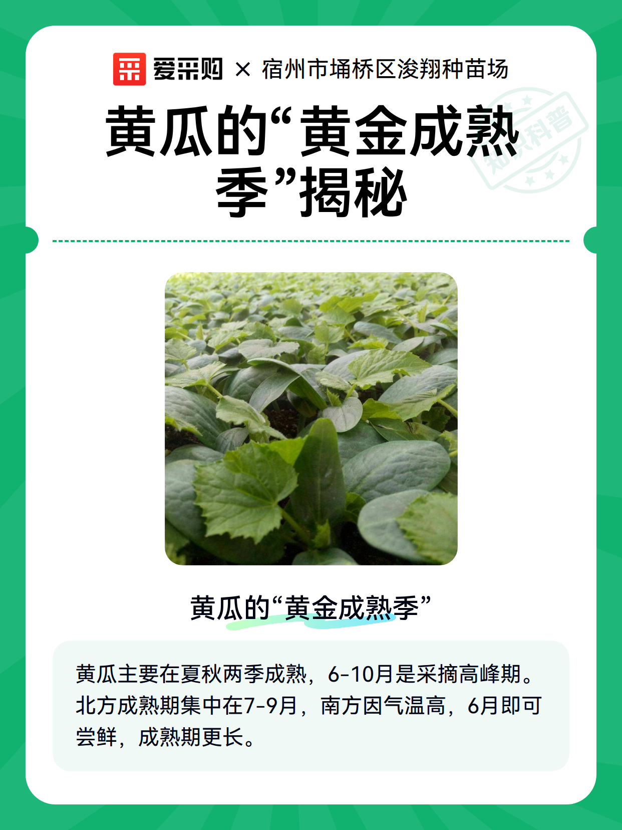 黄瓜的“黄金成熟季”揭秘（图2）