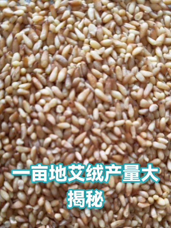 一亩地艾绒产量大揭秘（图1）