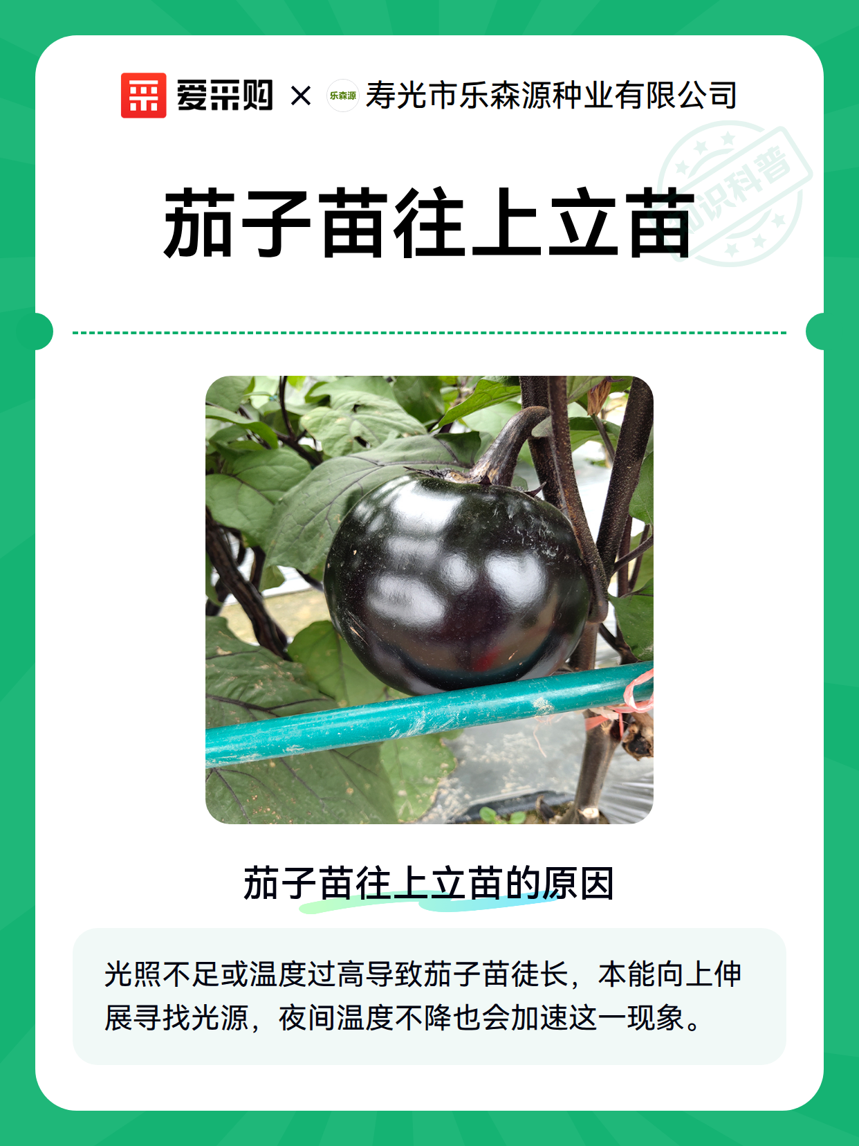 茄子苗往上立苗（图2）