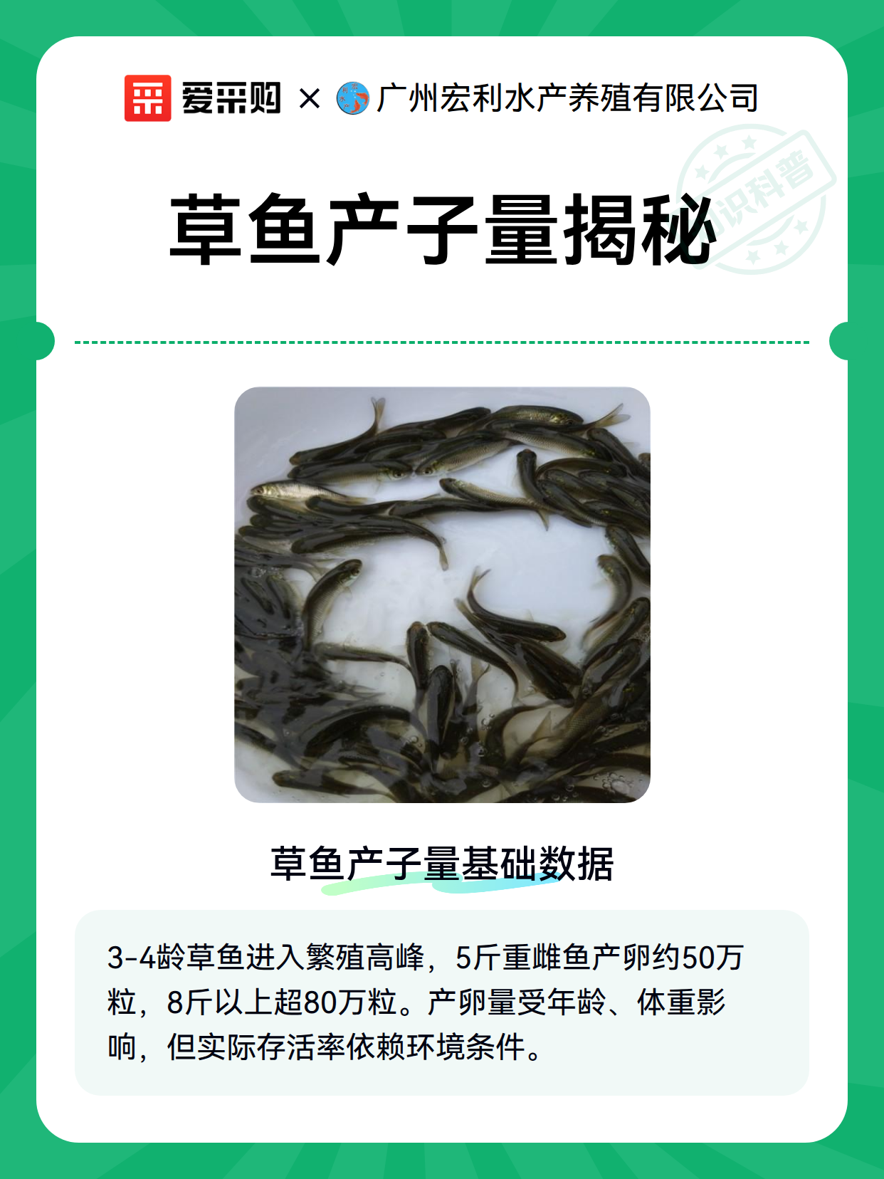 草鱼产子量揭秘（图2）