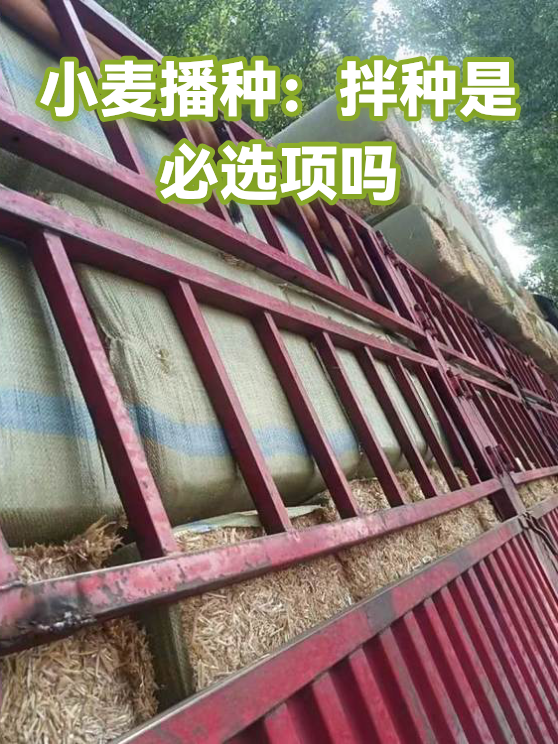 小麦播种：拌种是必选项吗（图1）