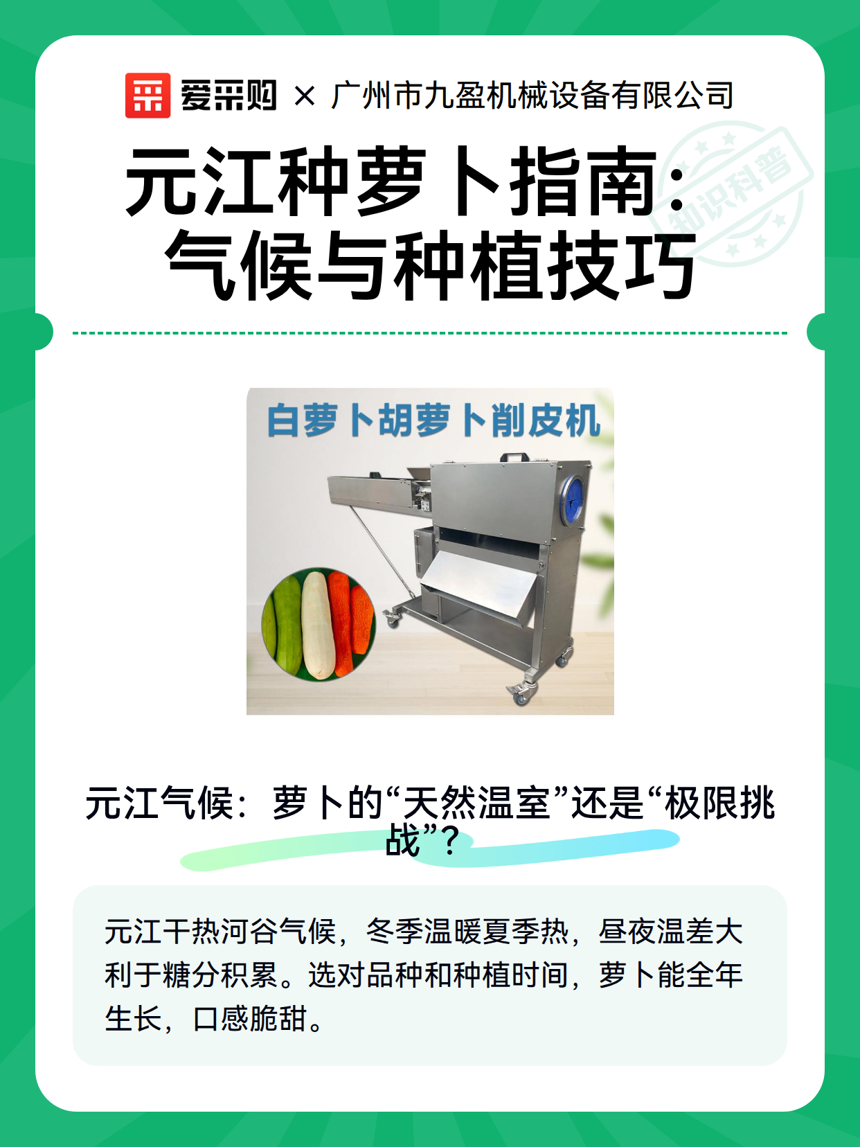 元江种萝卜指南：气候与种植技巧（图2）