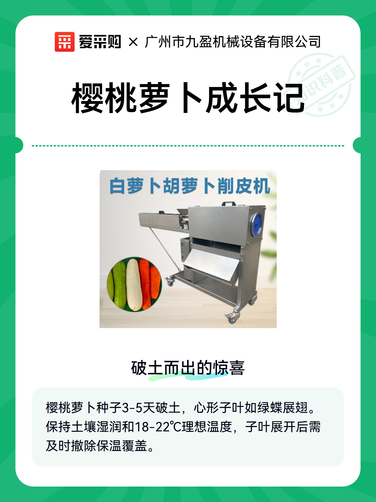樱桃萝卜成长记（图2）