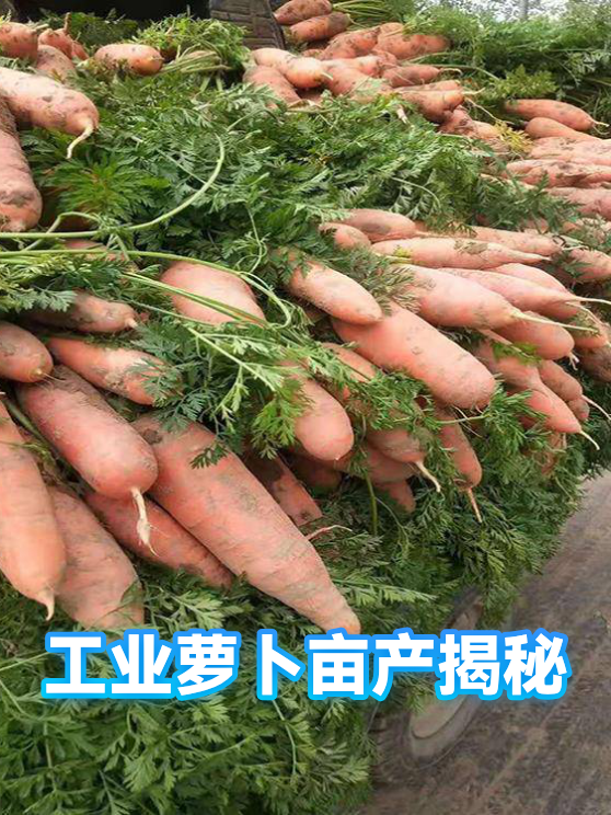 工业萝卜亩产揭秘（图1）