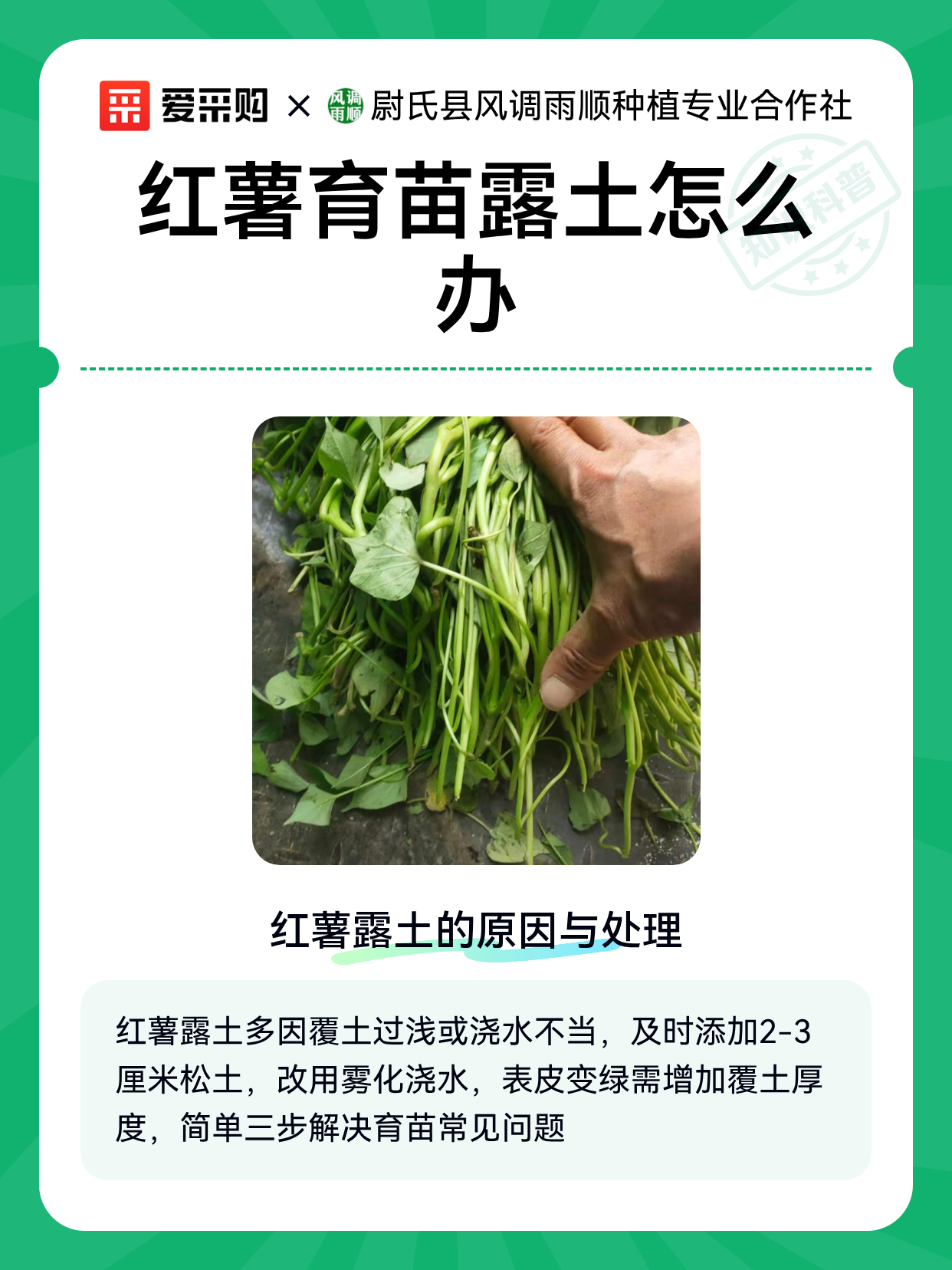 红薯育苗露土怎么办（图1）
