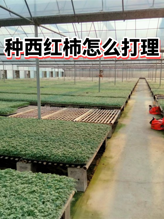 种西红柿怎么打理（图1）