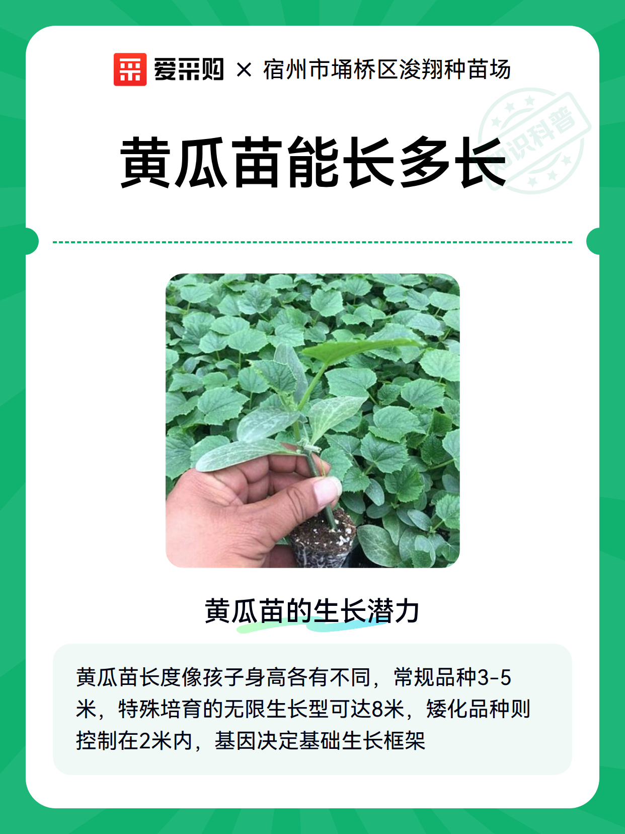 黄瓜苗能长多长（图2）