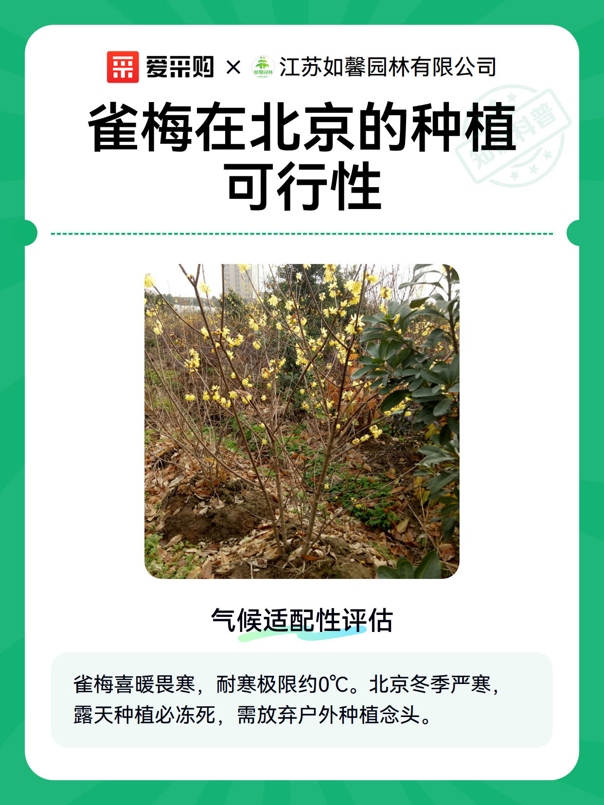 雀梅在北京的种植可行性（图2）