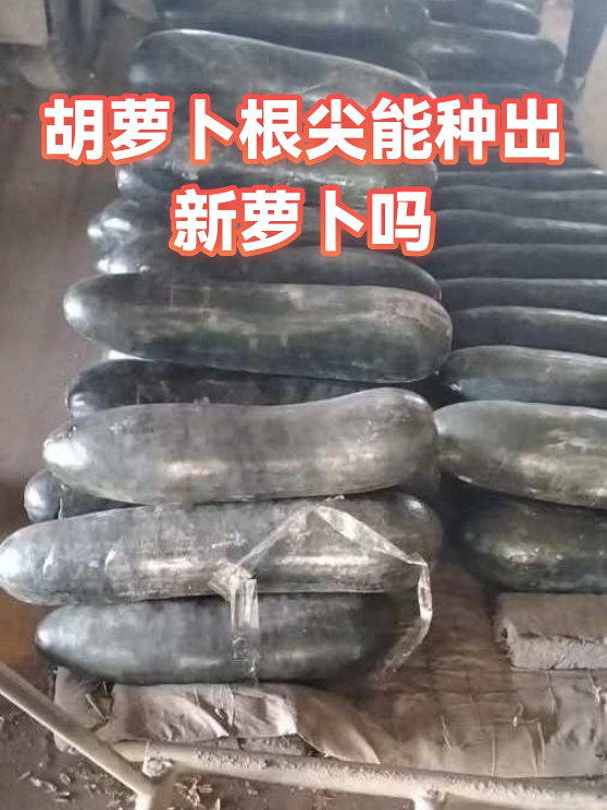 胡萝卜根尖能种出新萝卜吗（图1）