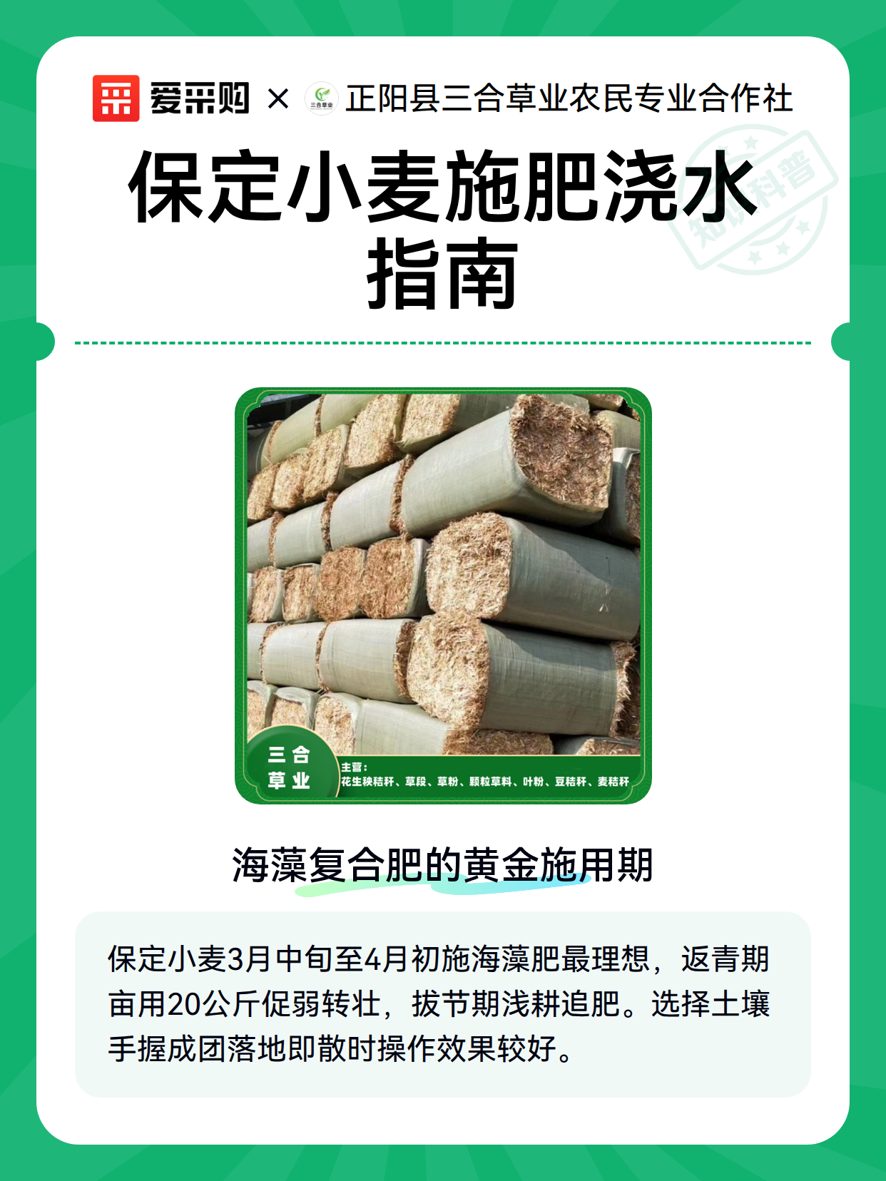 保定小麦施肥浇水指南（图2）