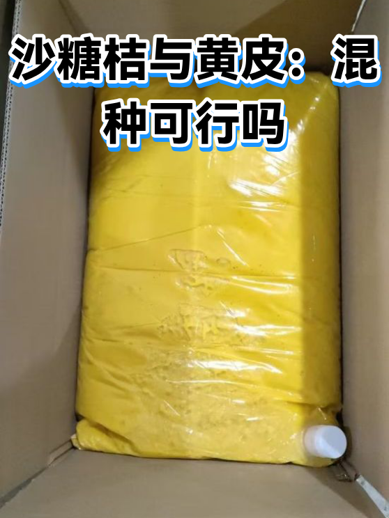 沙糖桔与黄皮：混种可行吗（图1）