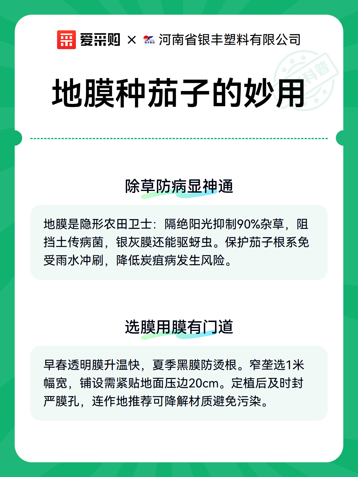 地膜种茄子的妙用（图2）