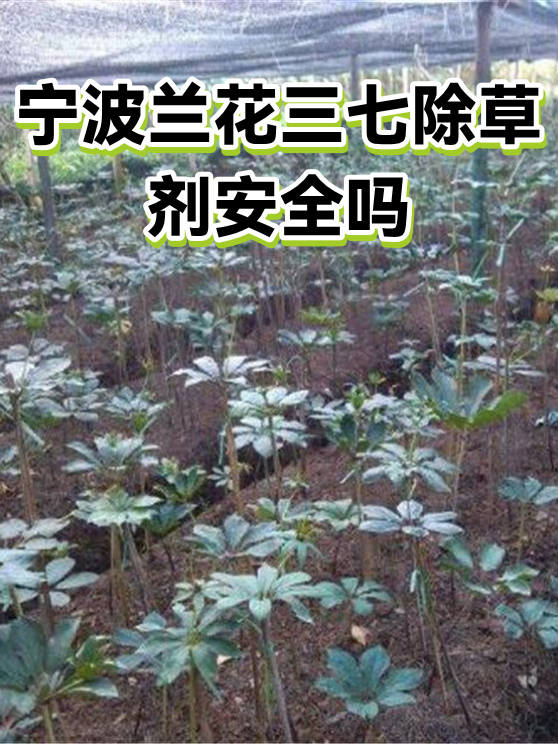 宁波兰花三七除草剂安全吗（图1）