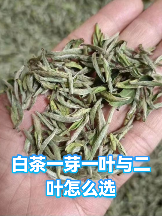 白茶一芽一叶与二叶怎么选（图1）