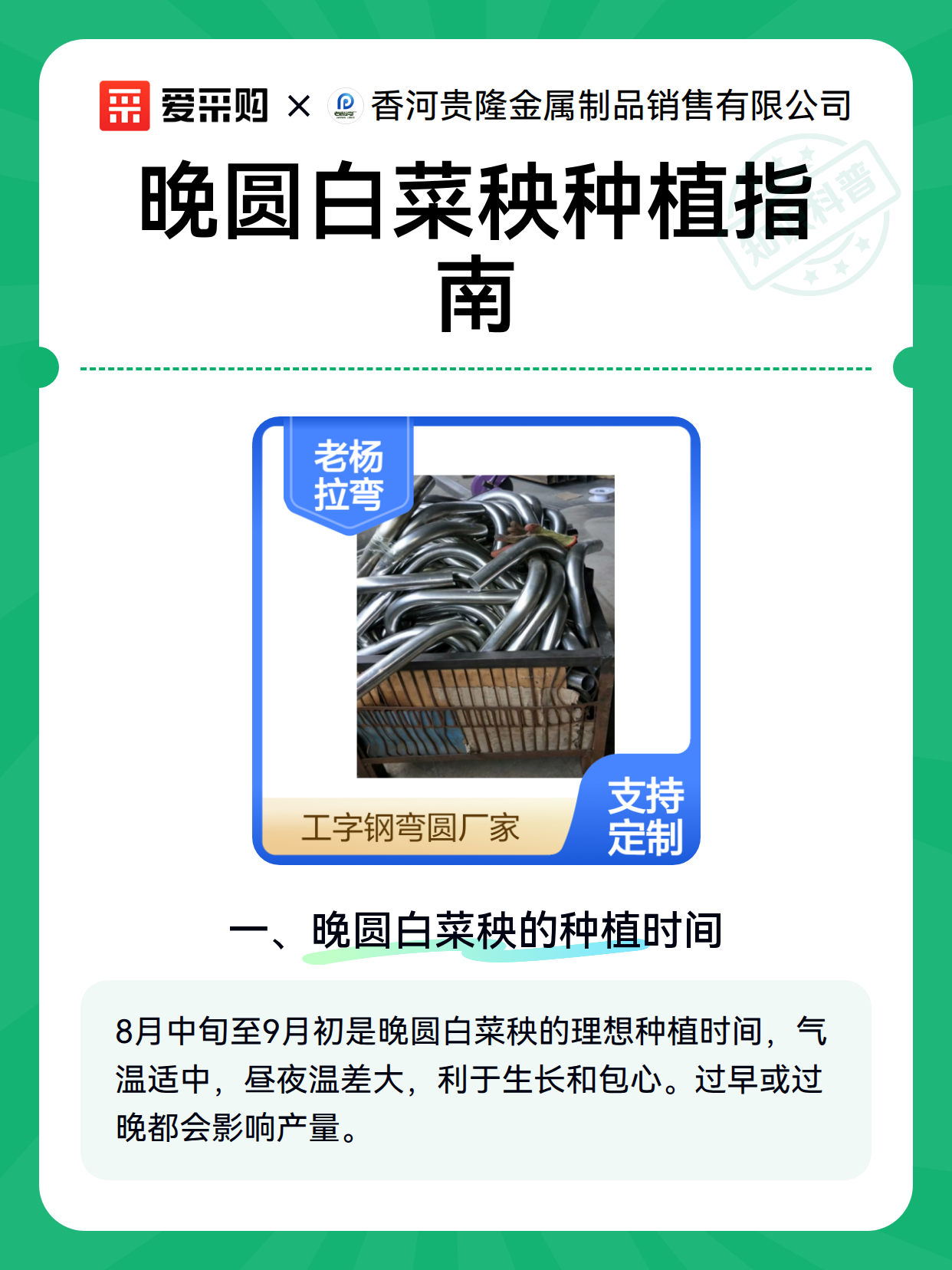 晚圆白菜秧种植指南（图1）