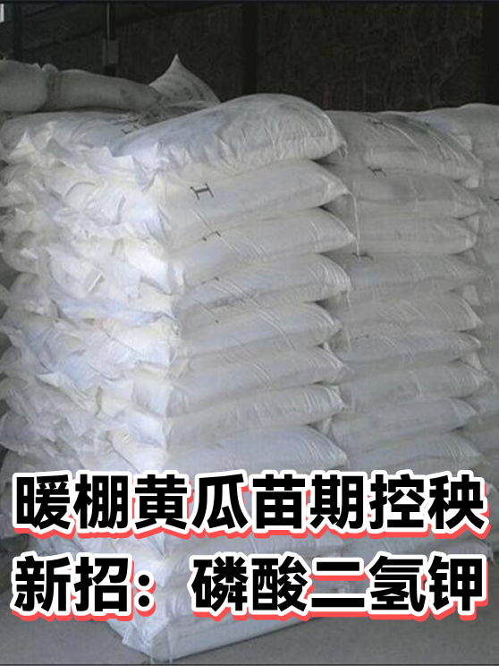 暖棚黄瓜苗期控秧新招：磷酸二氢钾（图1）
