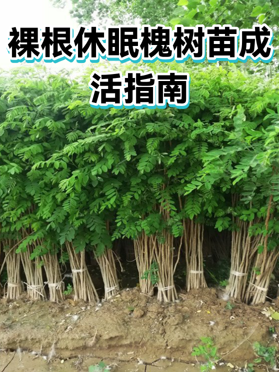 裸根休眠槐树苗成活指南（图1）