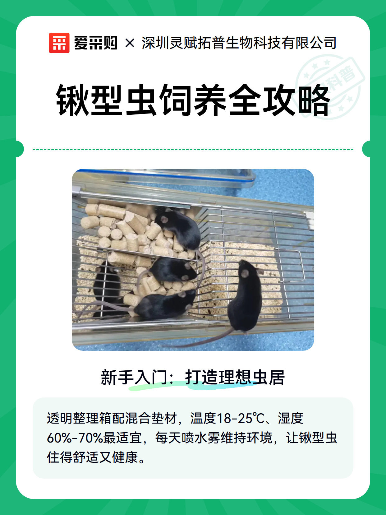 锹型虫饲养全攻略（图2）