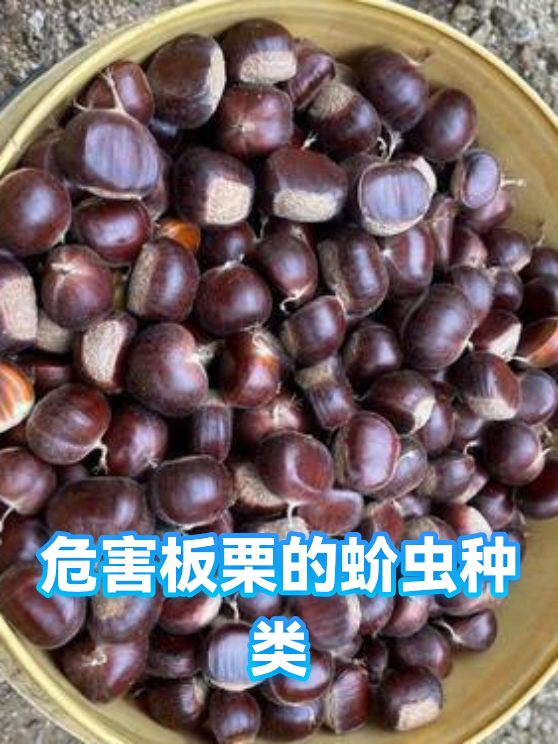 危害板栗的蚧虫种类（图1）