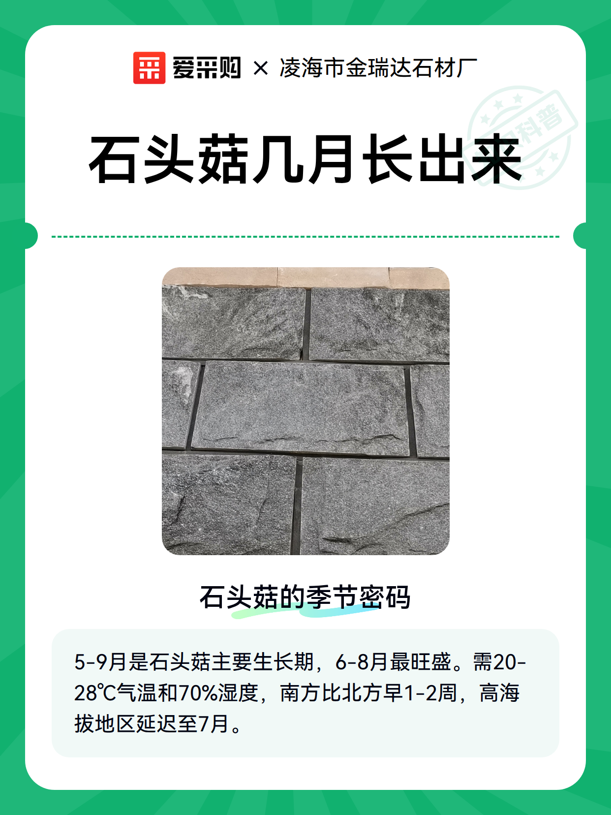 石头菇几月长出来（图1）