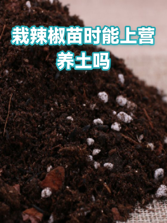 栽辣椒苗时能上营养土吗（图1）