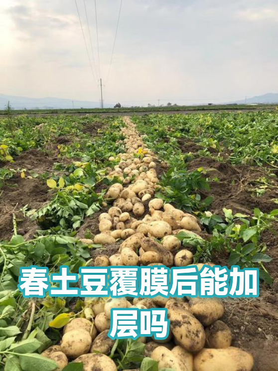 春土豆覆膜后能加层吗（图1）