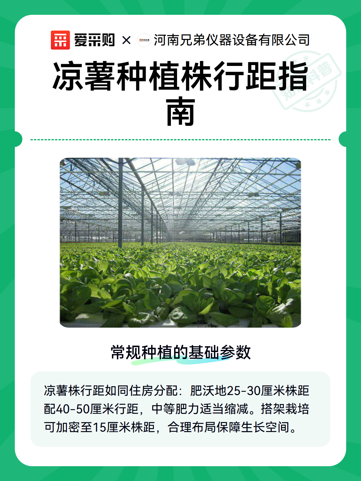 凉薯种植株行距指南（图2）