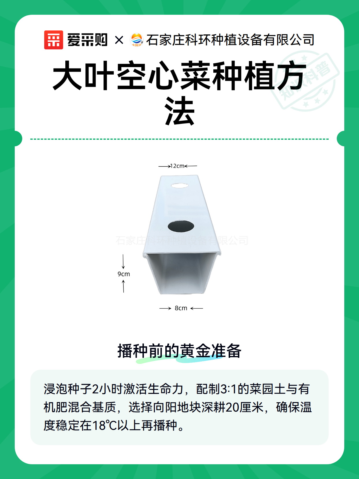 大叶空心菜种植方法（图2）