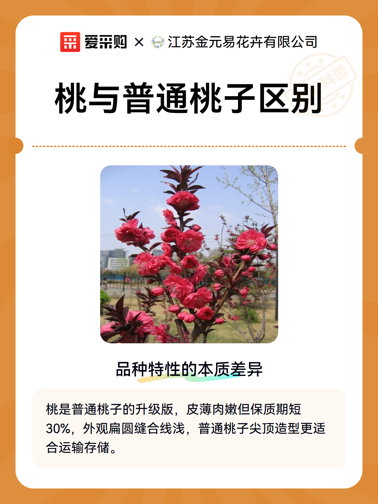 桃与普通桃子区别（图2）
