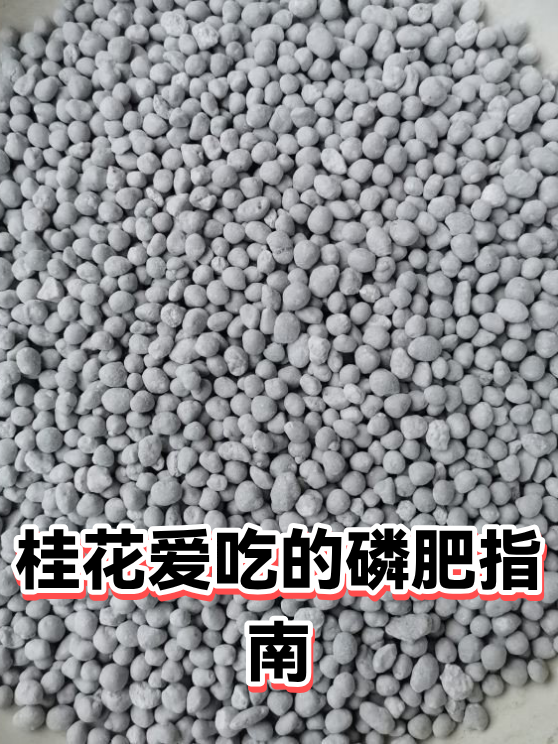 桂花爱吃的磷肥指南（图1）