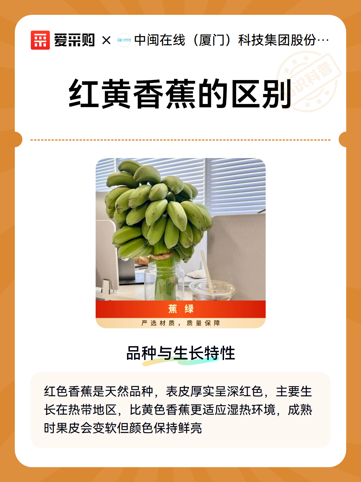 红黄香蕉的区别（图2）