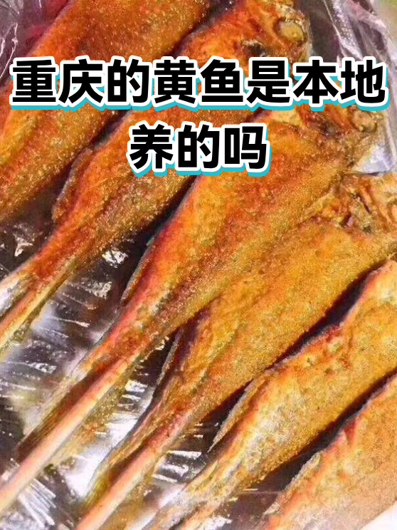 重庆的黄鱼是本地养的吗（图1）