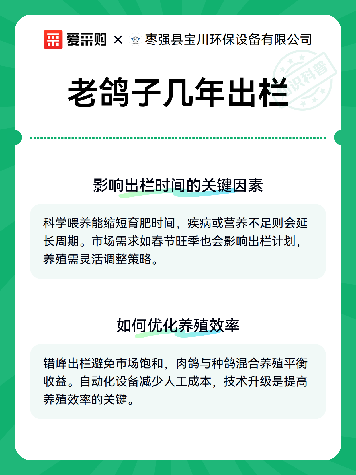 老鸽子几年出栏（图2）