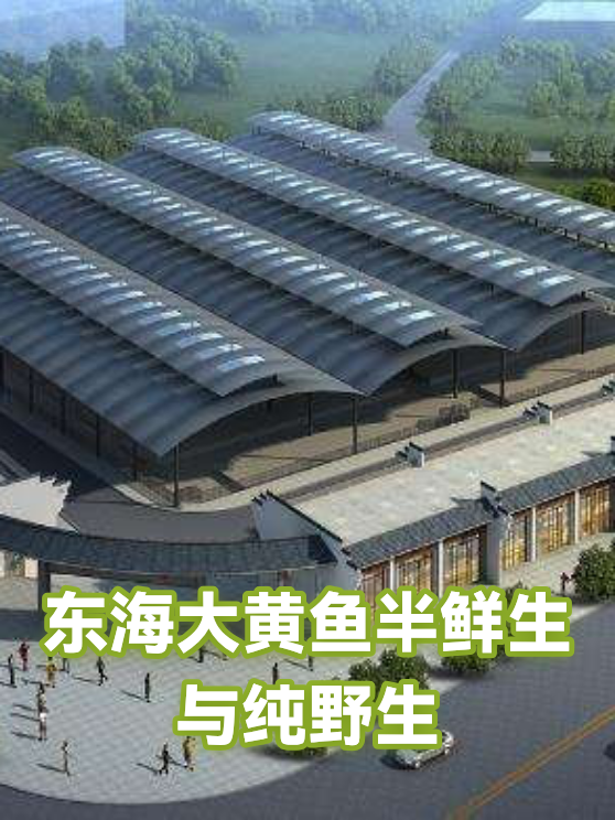 东海大黄鱼半鲜生与纯野生（图1）