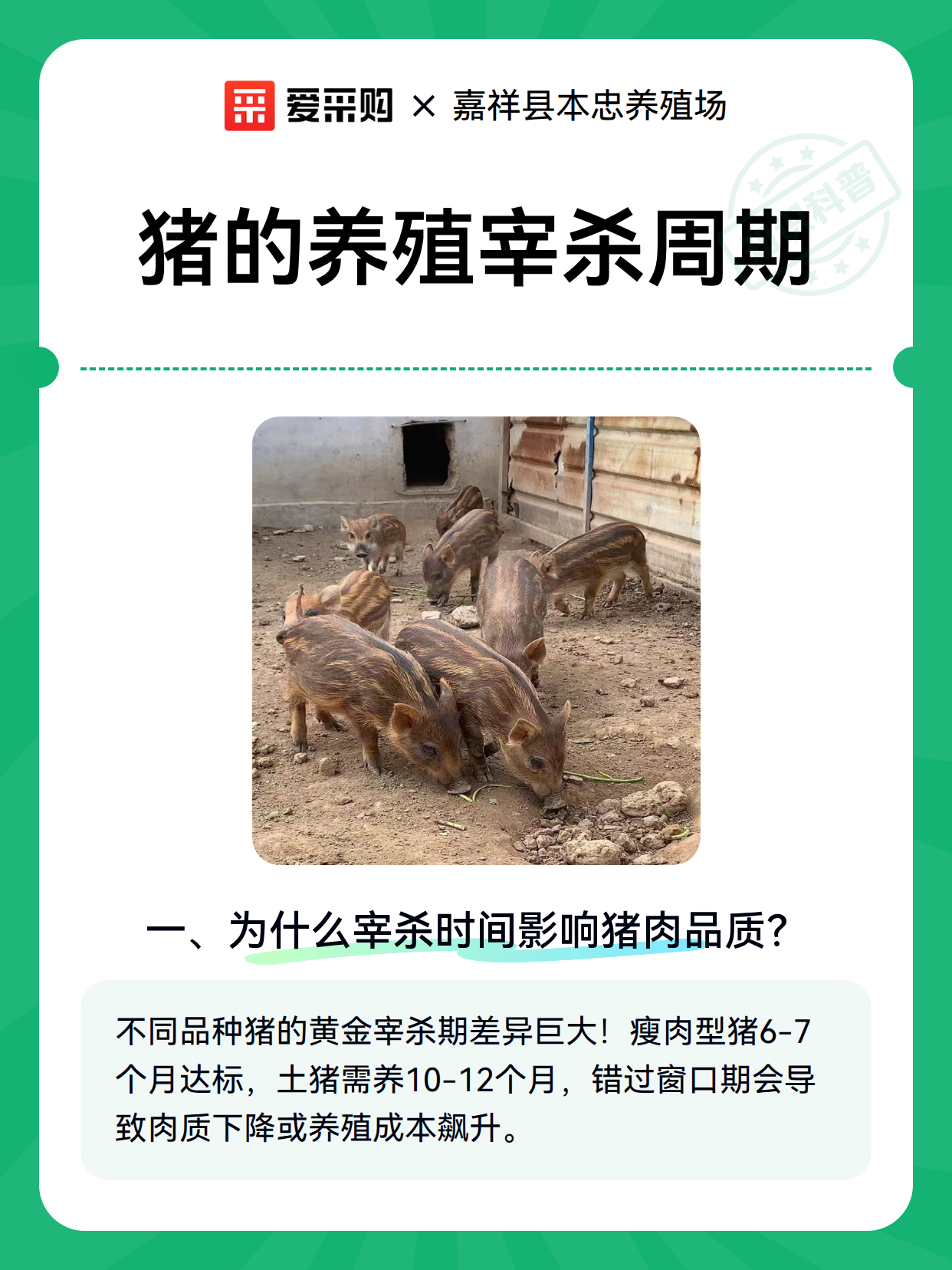 猪的养殖宰杀周期（图1）